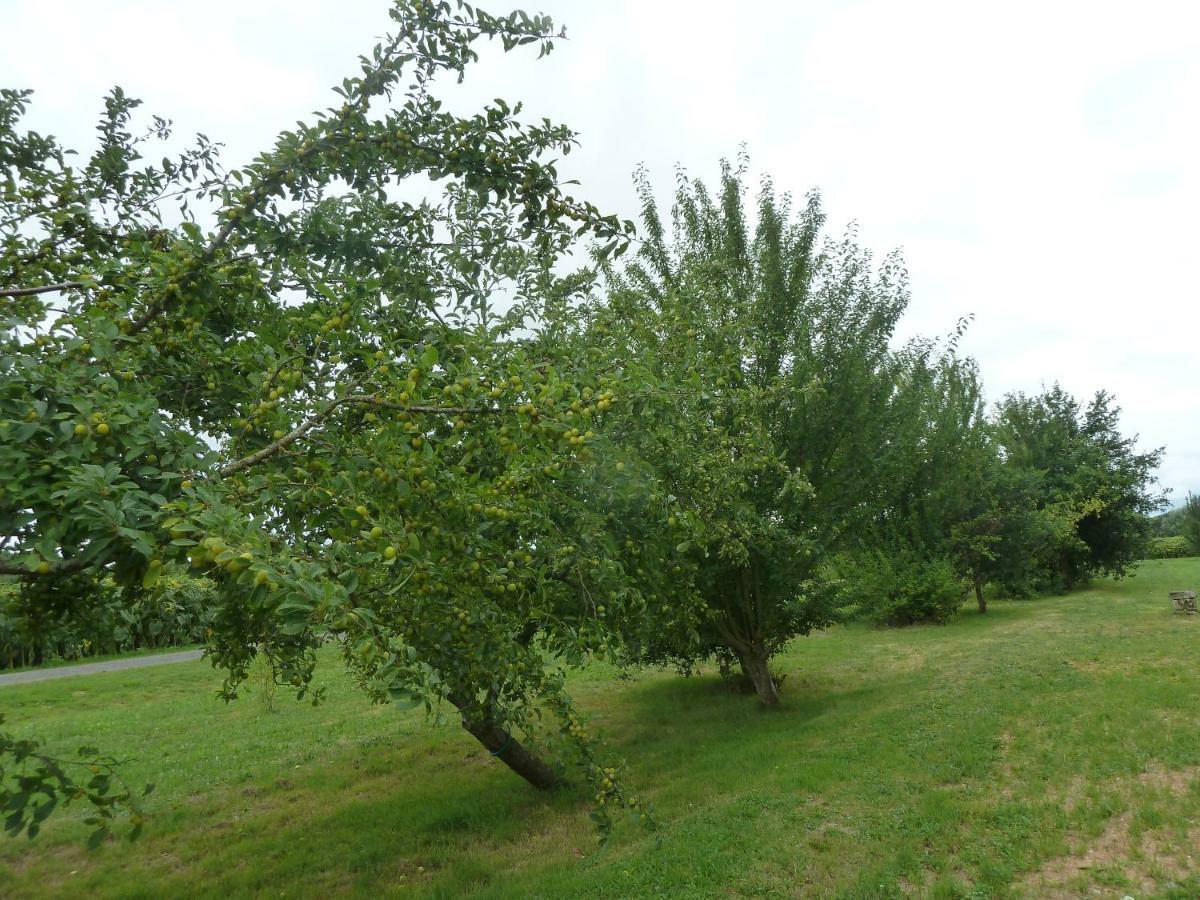 Gite Cosy Grand Confort Dans Un Ecrin De Verdure Agudelle Exteriér fotografie